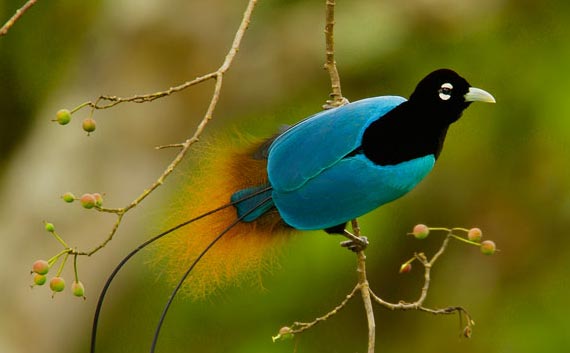 bird paradise tour india