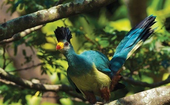 bird paradise trip in india